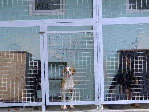 Пси у азилима треба да се осећају заштићено, ко то контролише