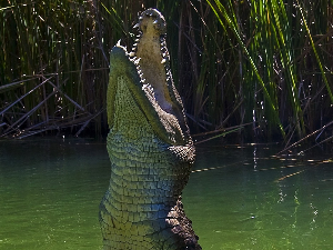Људи би крокодиле за љубимце и отров жабе као дрогу – криволов и шверц угрожавају опстанак врста