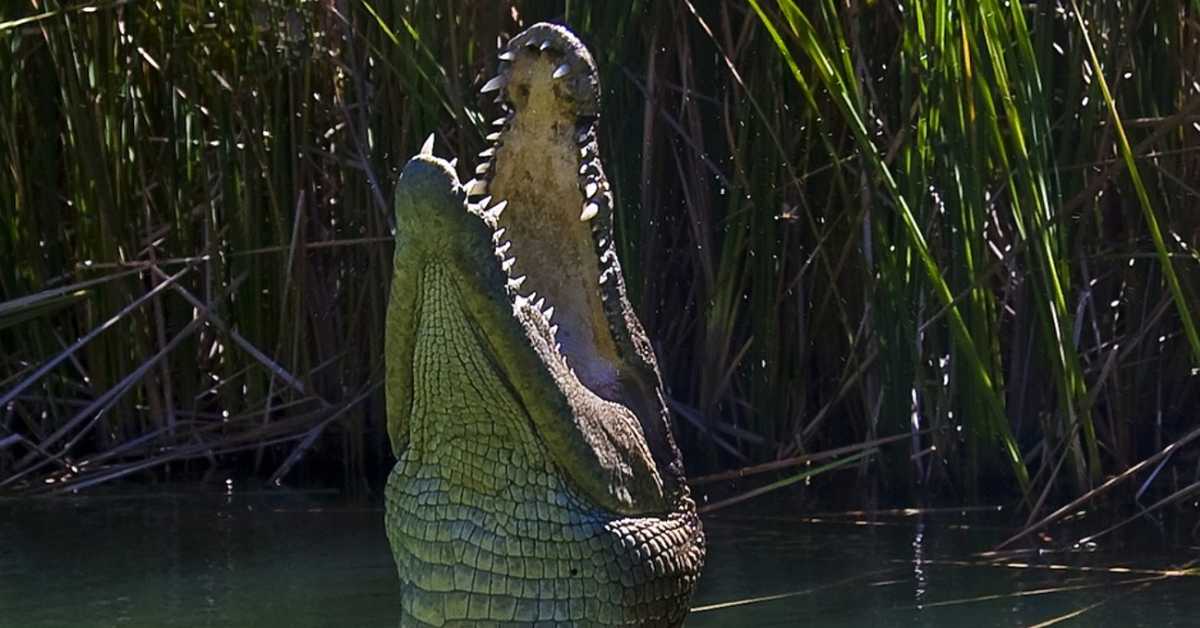 Људи би крокодиле за љубимце и отров жабе као дрогу – криволов и шверц угрожавају опстанак врста