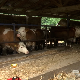 Ко у Србији води најбоље газдинство у области млекарства? 