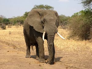 Слонови ословљавају једни друге по имену, открили научници
