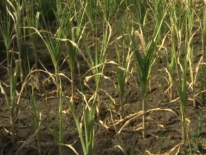 Може ли се сачувати аграрна производња од суша, поплава и климатских промена