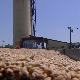 На пољима око Зрењанина родило и до осам тона пшенице по хектару, ратари траже већу откупну цену 