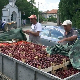 Када се говори о укусу и мирису српско воће нема конкуренцију – са ценом је другачије