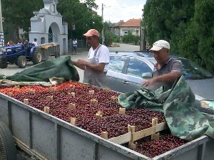 Када се говори о укусу и мирису српско воће нема конкуренцију – са ценом је другачије