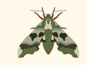 Зоо симфонија: Мољац