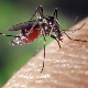 Сузбијање комараца у београдским приобаљима
