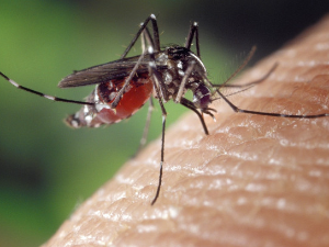 Сузбијање комараца у београдским приобаљима