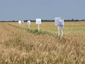 Какви ће бити приноси пшенице у Јужном Банату