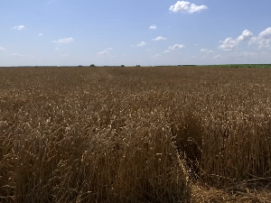 Пали први откоси пшенице и јечма, коју цену ратари могу да очекују