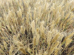 Цена пшенице на светским берзама расте - хоће ли бити зараде за произвођаче у Србији ове године