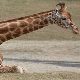 Мислили смо да све знамо о жирафама – да ли им је врат дужи због хране или секса