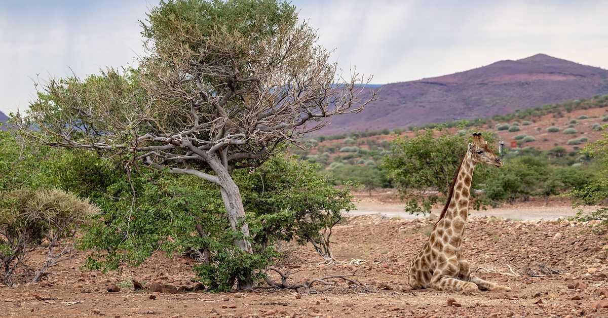 Мислили смо да све знамо о жирафама – да ли им је врат дужи због хране или секса