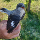 Прстеновани младунци модровране, једне од најлепших птица у Србији