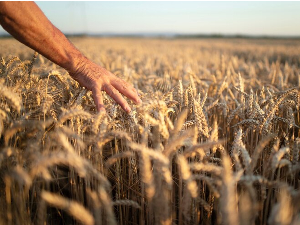 Kолекција пшенице од пре једног века може помоћи да не гладујемо због климатских промена