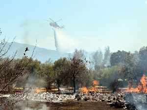 Гори шума на Пелопонезу, висина пламена прелази 25 метара