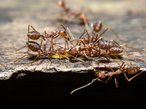 Мрави су можда једине животиње које изводе хируршке ампутације