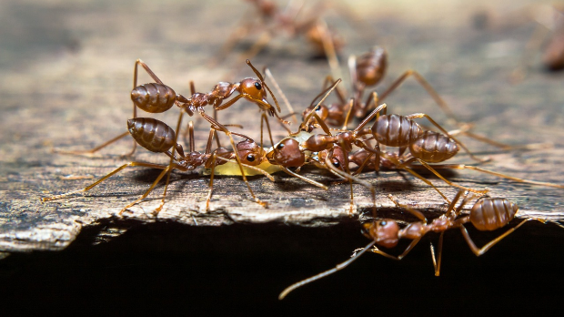 Мрави су можда једине животиње које изводе хируршке ампутације