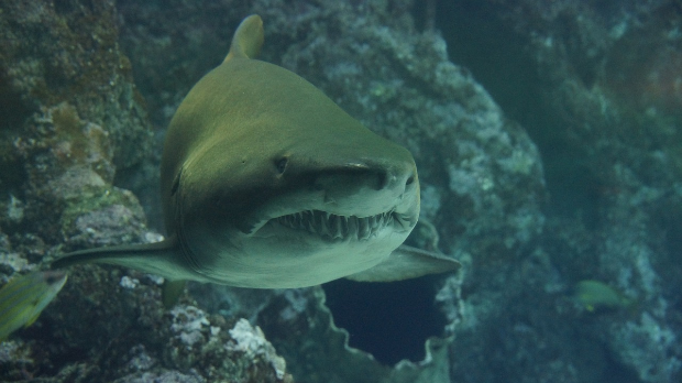 Ајкуле из вода поред Бразила позитивне на кокаин