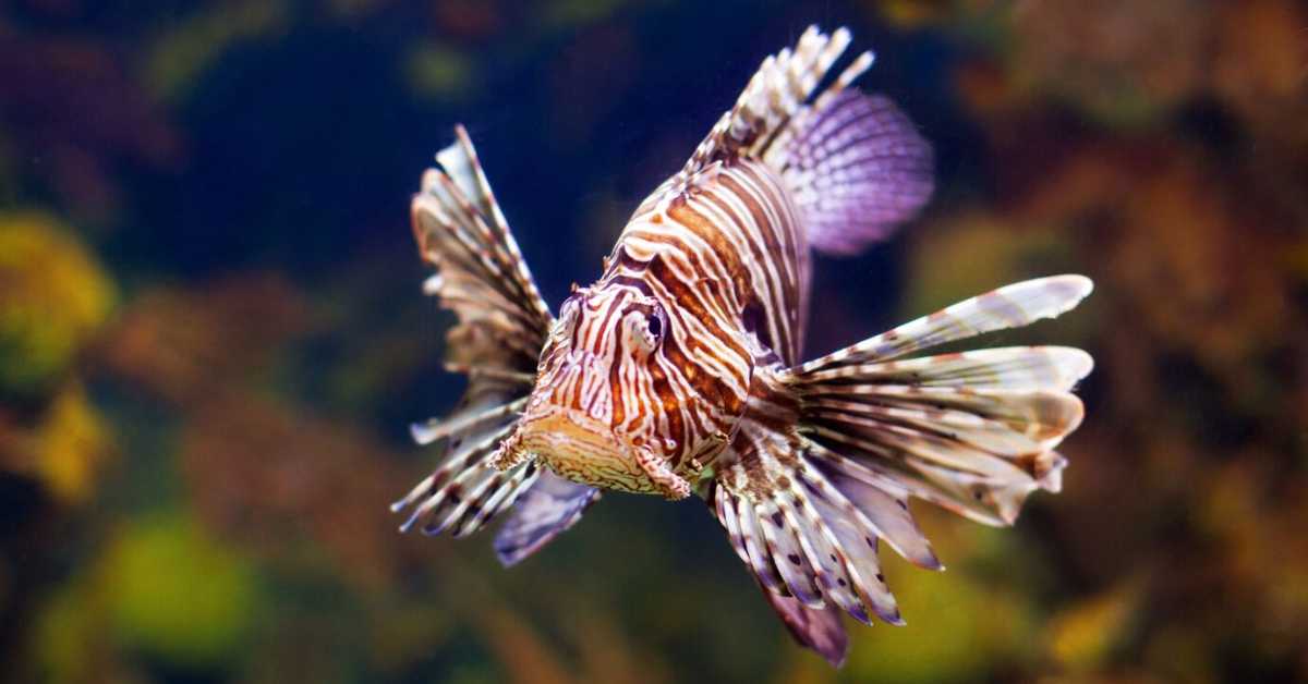 Расте број риба отровница у Јадрану – штетне за екосистем, опасне за људе
