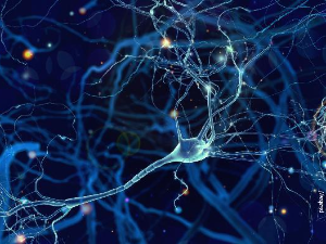 Неуротрансмитери и нервни систем