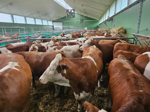 Краве из Немачке за бујановачке сточаре