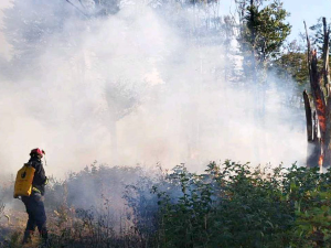 У Србији за 24 сата 135 пожара - aнгажовано 416 ватрогасаца, задатак и за хеликоптер "Супер Пума" 