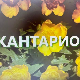 Еко минијатуре/лековито биље-Кантарион