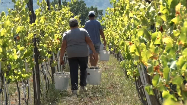 Organsko vino s geografskim poreklom – zašto je važna rejonizacija