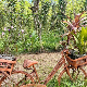 Еко минијатуре/ лековито биље-Камилица