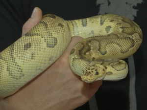 У подруму на Звездари држи 600 змија, шта каже закон