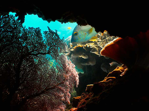 Неустрашиви борци са морских обала: Аустралија, 2-4