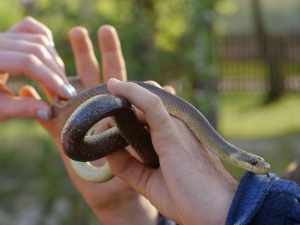 Приче из природе:	Смук