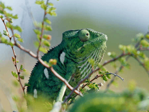 Мадагаскар или велики карневал камелеона	