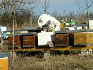 Како пролеће у јануару утиче на пчеле
