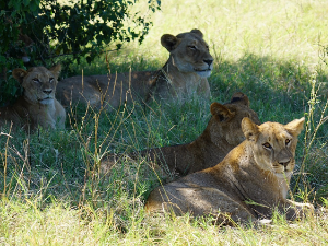 Међу дивљим зверима у Зимбабвеу – осмогодишњак пет дана „спавао у дивљини“