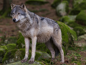 Клима да нам штима:	Вукови