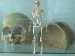 Тајне људског тела: Скелетни систем