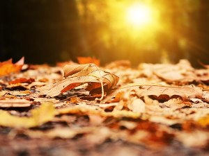 Задржава се сунчано време, максимално до 10 степени