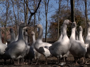  Шта се кува на “Гушчијади” у Остојићеву код Чоке