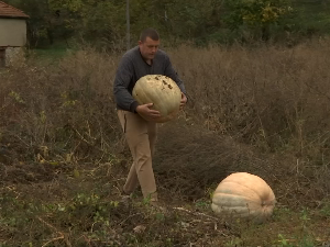 Хумани повртар из околине Бродарева