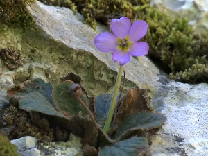 Наталијина рамонда - цвет који диже из пепела