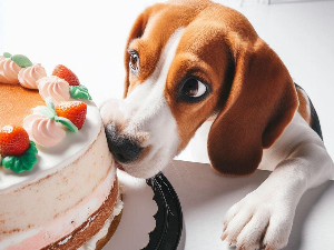 У Белгији оборен рекорд за највећу торту за псе – тежи 454 килограма