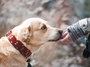 Поштована децо