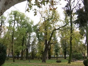 Симбол љубави: Које тајне крије најстарије вршачко дрво?