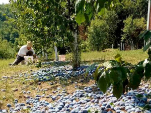 У позну  јесен