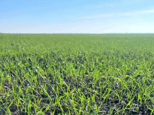 Зашто је сетва пшенице ове године толико каснила и какве су последице