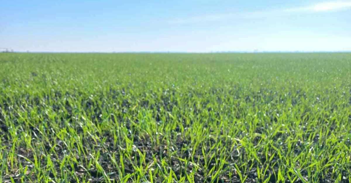 Зашто је сетва пшенице ове године толико каснила и какве су последице