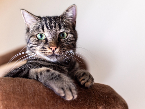 Да ли су наши кућни љубимци постали неуродивергентни? Научници имају занимљиву претпоставку