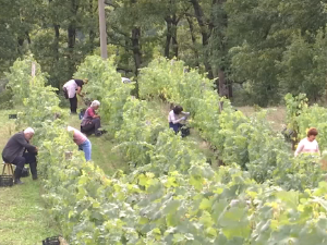 Кроз српске винограде